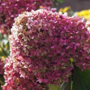 Гортензия метельчатая Панфлора (Panflora)