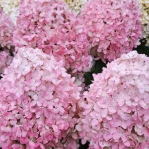 Гортензия метельчатая Мэджикал Свит Саммер (Magical Sweet Summer)