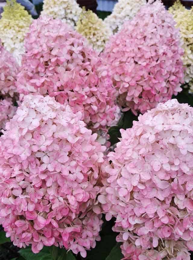 Гортензия метельчатая Мэджикал Свит Саммер (Magical Sweet Summer)