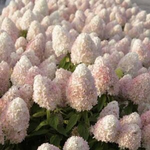 Гортензия метельчатая Мэджикал Свит Саммер (Magical Sweet Summer)