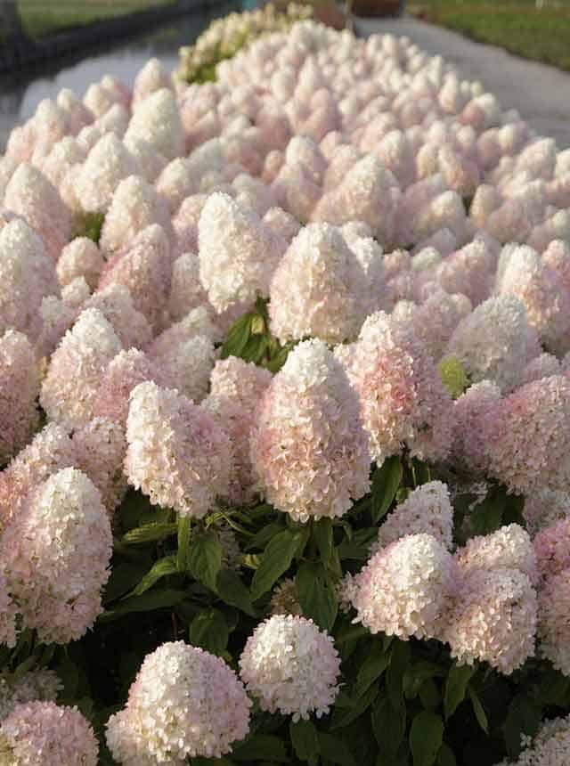 Гортензия метельчатая Мэджикал Свит Саммер (Magical Sweet Summer) — изображение 2