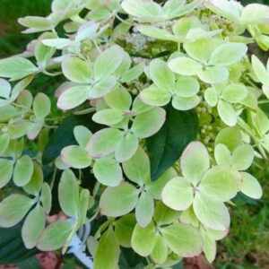 Гортензия метельчатая Пастель Грин (Pastel Green)