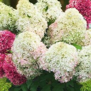 Гортензия метельчатая Роял Флауэр (Royal Flower)