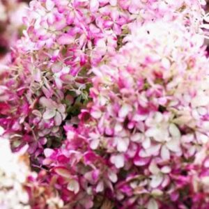 Гортензия метельчатая Роял Флауэр (Royal Flower)