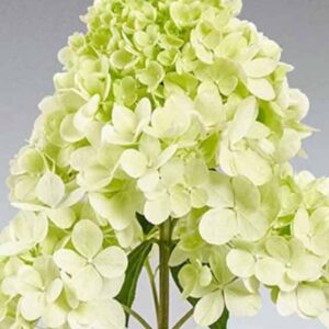 Гортензия метельчатая Пантонелла (Pantonella)