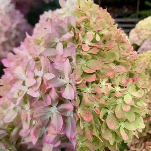 Гортензия метельчатая Пиксио (Pixio)