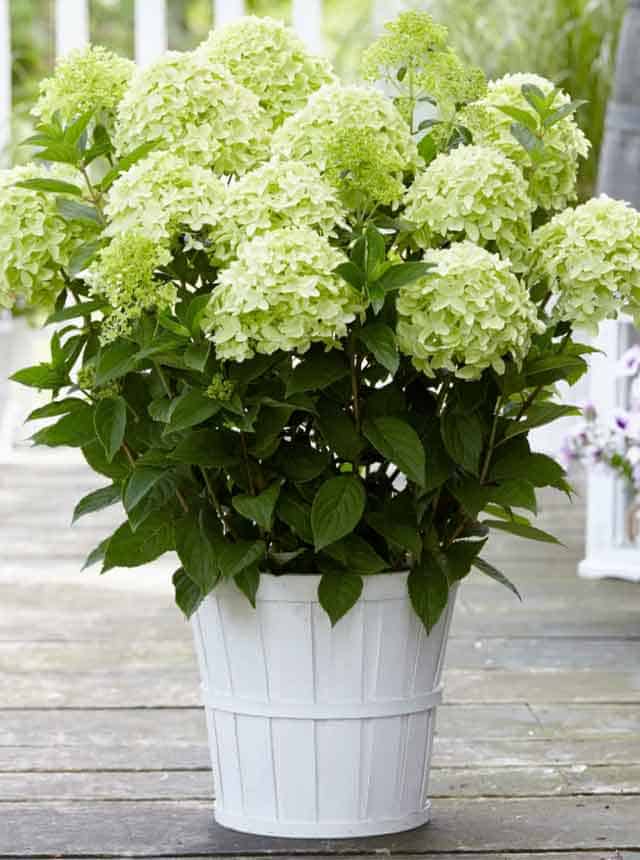 Гортензия метельчатая Гарденлайт Вайтлайт (Gardenlight Whitelight)