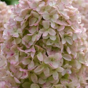 Гортензия метельчатая Гарденлайт Вайтлайт (Gardenlight Whitelight)