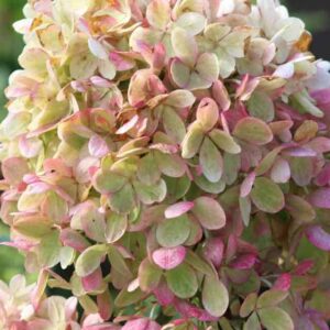 Гортензия метельчатая Гарденлайт Пинклайт (Gardenlight Pinklight)