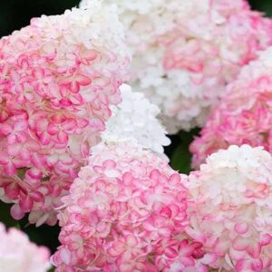 Гортензия метельчатая Пинк энд Роуз (Pink and Rose)