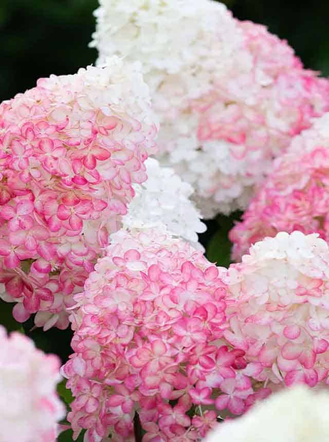 Гортензия метельчатая Пинк энд Роуз (Pink and Rose)