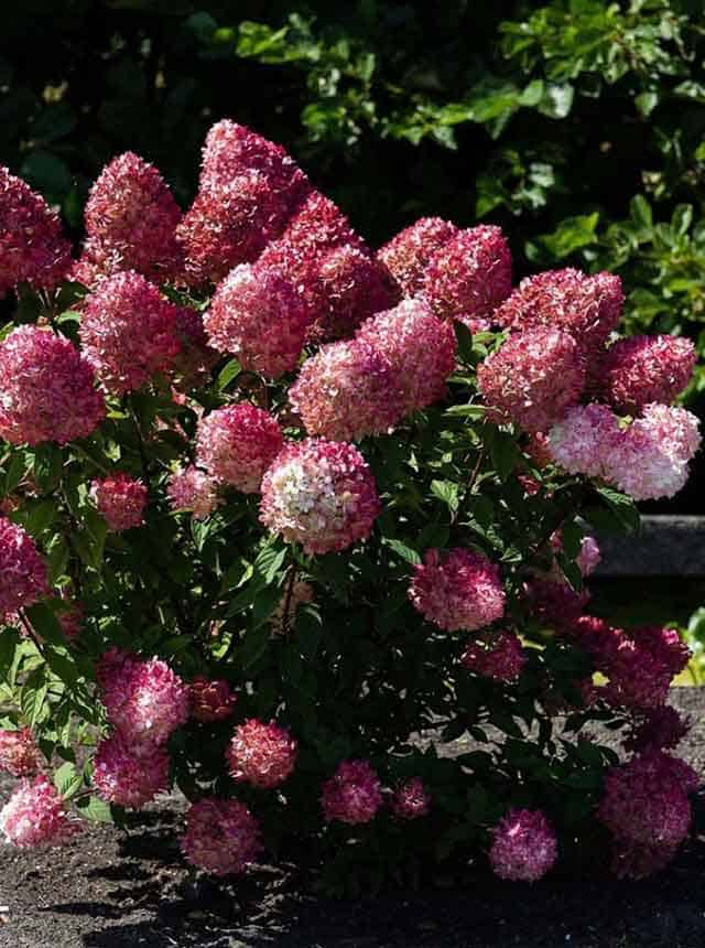 Гортензия метельчатая Пинк энд Роуз (Pink and Rose) — изображение 3