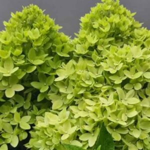 Гортензия метельчатая Би Грин (Bee Green)