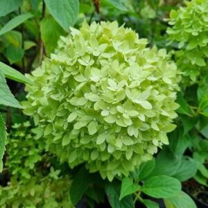 Гортензия метельчатая Би Грин (Bee Green)