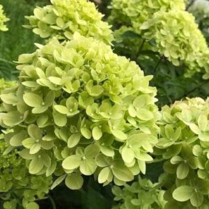 Гортензия метельчатая Литтл Лайм (Little Lime)