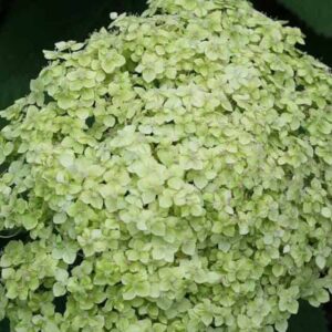 Гортензия Древовидная Лайм Рики (Lime Rickey)