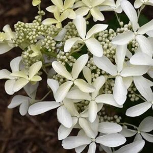 Гортензия метельчатая Стар Роуз (Star Rose)