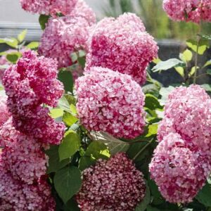 Гортензия древовидная Мэджикал Дарк Пинк (Magical Dark Pink)