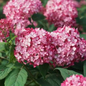 Гортензия древовидная Мэджикал Дарк Пинк (Magical Dark Pink)