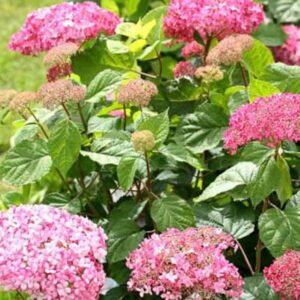 Гортензия древовидная Пинк Пинкушен (Pink Pincushion)