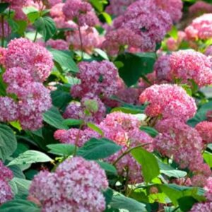 Гортензия древовидная Пинк Пинкушен (Pink Pincushion)