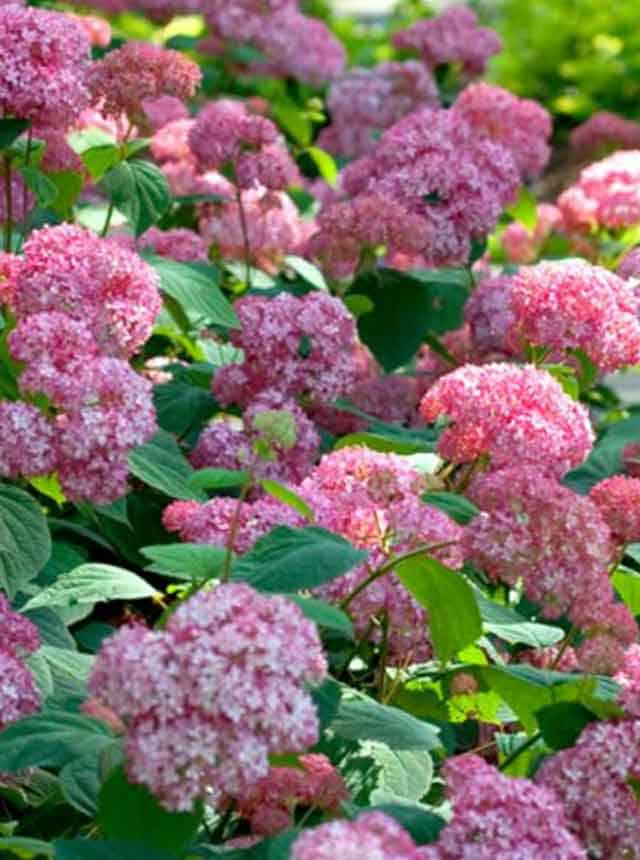 Гортензия древовидная Пинк Пинкушен (Pink Pincushion)