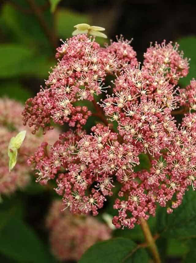Гортензия древовидная Пинк Пинкушен (Pink Pincushion) — изображение 3