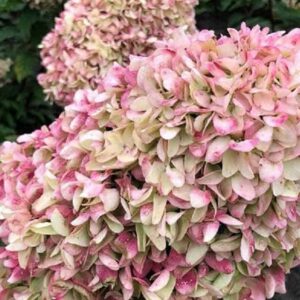 Гортензия метельчатая Коттон Крем (Cotton Cream)