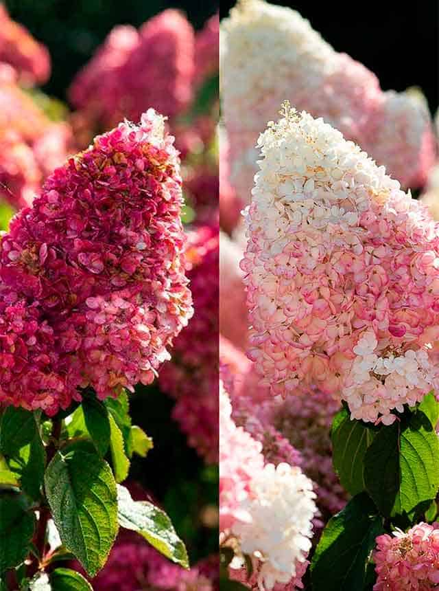 Гортензия Строберри Блоссом (Strawberry Blossom)