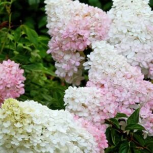 Гортензия метельчатая Литтл Блоссом (Little Blossom)