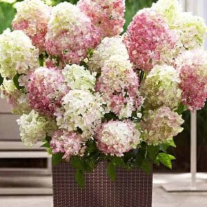 Гортензия метельчатая Литтл Блоссом (Little Blossom)
