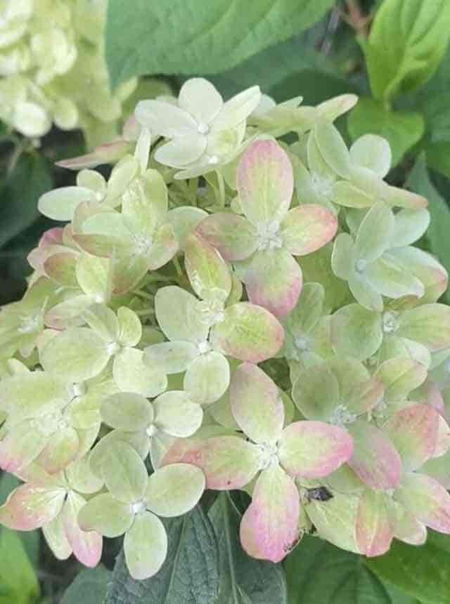 Гортензия метельчатая Фисташка (Pistachio) — изображение 4