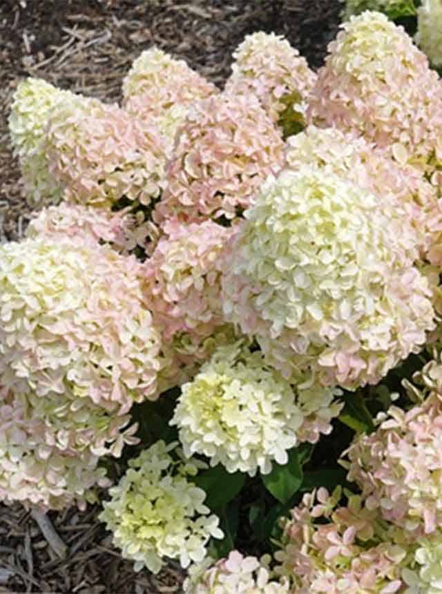 Гортензия метельчатая Панама (Panama) — изображение 2