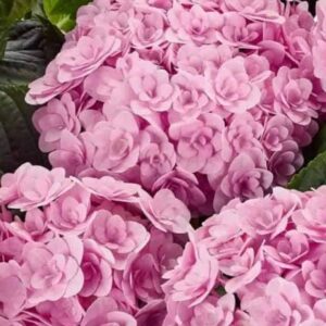 Гортензия крупнолистная Флорентина Пинк (Florentina Pink)