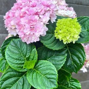 Гортензия крупнолистная Флорентина Пинк (Florentina Pink)