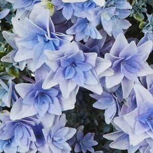 Гортензия крупнолистная Флория Блю (Floria Blue)