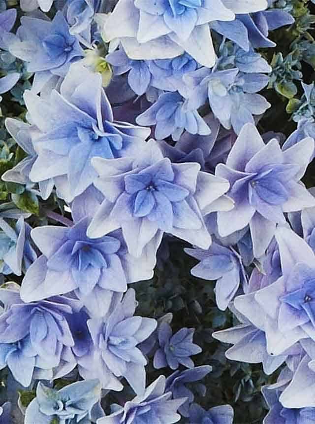 Гортензия крупнолистная Флория Блю (Floria Blue)