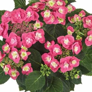 Гортензия крупнолистная Флейм Хот Пинк (Flame Hot Pink)