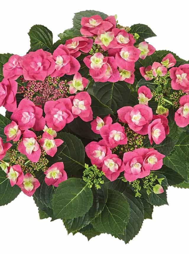 Гортензия крупнолистная Флейм Хот Пинк (Flame Hot Pink)