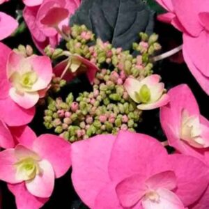 Гортензия крупнолистная Флейм Хот Пинк (Flame Hot Pink)