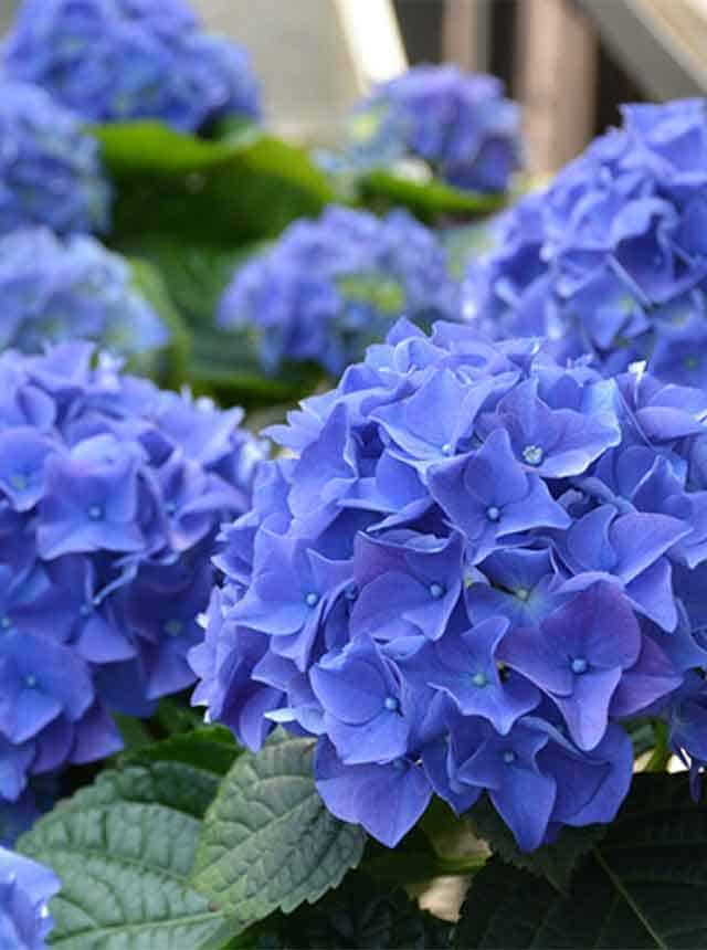 Гортензия крупнолистная Эрли Блю (Early Blue)