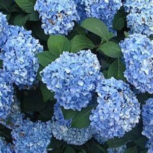 Гортензия крупнолистная Эрли Блю (Early Blue)