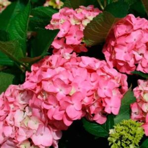 Гортензия крупнолистная Эрли Роуз (Early Rose)