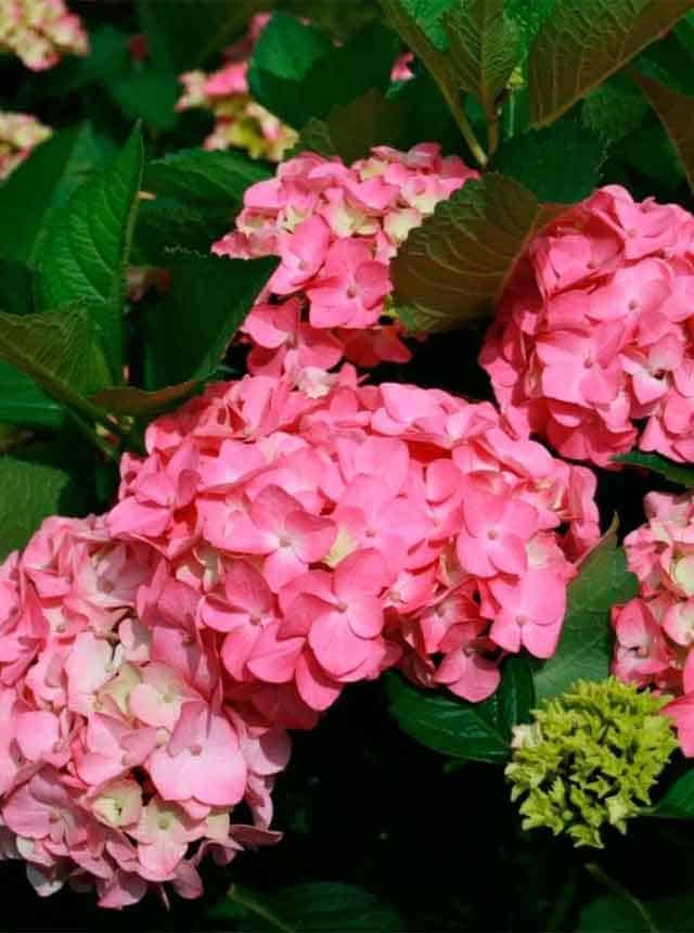 Гортензия крупнолистная Эрли Роуз (Early Rose)