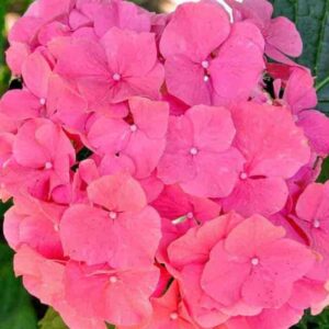 Гортензия крупнолистная Эрли Роуз (Early Rose)