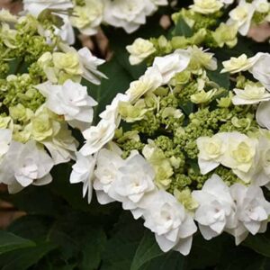 Гортензия крупнолистовая Формидабл Вэддинг Гоун (Formidable Wedding Gown)