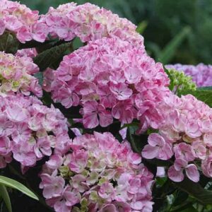 Гортензия крупнолистовая Формидабл Пинки Биндер Пинк (Formidable Pinky Binder Pink)