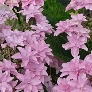 Гортензия крупнолистная Флория Пинк (Floria Pink)
