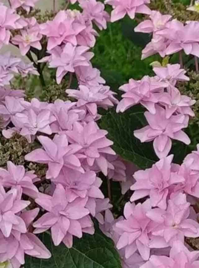 Гортензия крупнолистная Флория Пинк (Floria Pink)