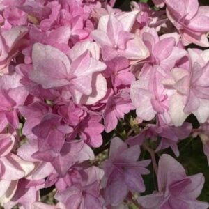 Гортензия крупнолистная Флория Пинк (Floria Pink)